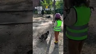 Miniature : Sortie au Cocotarium à Deuil-la-Barre 🐔