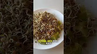 Miniature : Comment faire les graines germées de lentilles sans germoir #plantas #asmr #bonnecuisine #cooking
