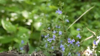 Miniature : Les 3 grandes familles de plantes médicinales 🌿 Devine la 3e !