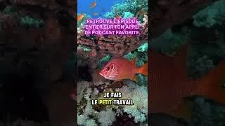 Miniature : Rencontre avec Hélène, co-fondatrice de Diving Attitude #croisière #plongée #merrouge