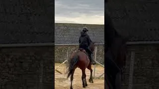 Miniature : Winter training with Envie ❄️ #horse #jumping #training #caerwynstables #envie