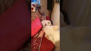 Miniature : Jeu Miny et Mallow