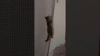 Miniature : Chaton Bengal 4 mois qui grimpe au rideau 😀