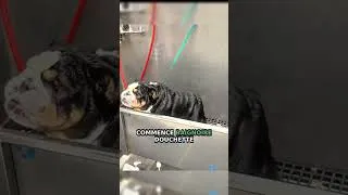 Miniature : José le bulldog de 9 ans qui a failli me coûter une main