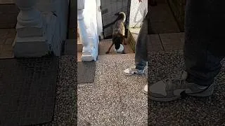 Miniature : football dog 😆 #dog #funny #papa