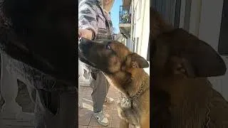 Miniature : rocky et papa 😁 #dog #funny