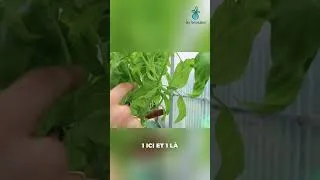Miniature : Comment tailler votre basilic pour plus de récoltes ! 🌿 #basilic