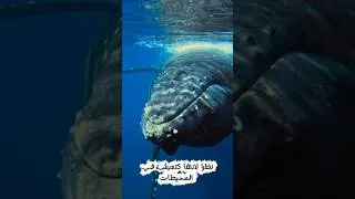Miniature : آجي نستافدو (EP 1) : حياة الحوت !
