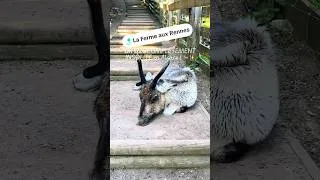 Miniature : La meilleure sortie en famille à faire en Alsace !