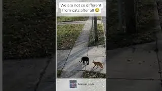 Miniature : elle sont toutes les mêmes et nous aussi d'ailleurs 😂
