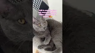 Miniature : Mon chat, mon ami, mon boss #chat #humour