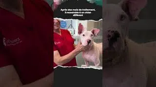 Miniature : Quand Nous Avons Vu Enzo, Nous N'en Croyions Pas Nos Yeux