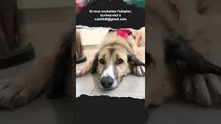 Miniature : Un Chien Surmonte Son Traumatisme Et Trouve Le Bonheur Après Son Sauvetage