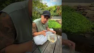 Miniature : Je suis ENVAHI de CARPES # #animaux #poisson #koi