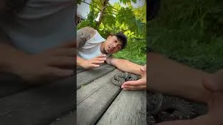 Miniature : Ce serpent se nourrit exclusivement d’œufs #animaux #reptiles #serpent