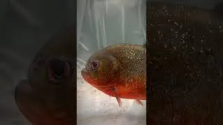 Miniature : Écoutez ce piranha ! #bunker #poisson #aquarium