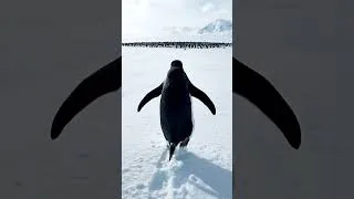 Miniature : The Nihilist Penguin Lonely Story #viral