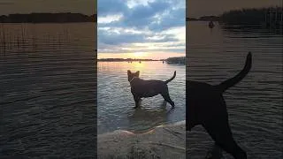 Miniature : la nouvelle vie d'une staffie ❤️