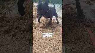 Miniature : staffie qui s'amuse