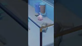 Miniature : Le plus beau poisson de l'univers.