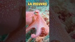 Miniature : La pieuvre aux 3 coeurs