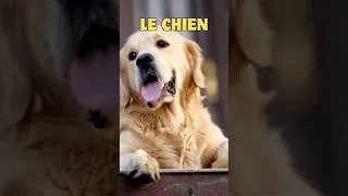 Miniature : Le chien a le meilleur odorat du monde