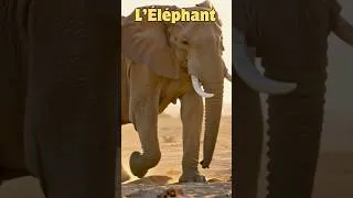 Miniature : L’éléphant champion de la mémoire