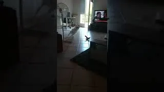 Miniature : Border drift ! Dog fail.