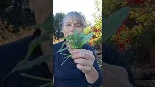 Miniature : Cette mauvaise herbe que tu arraches  contient plus de minéraux que les épinards du supermarché. 🌿