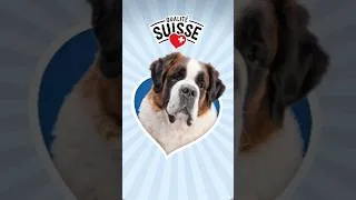 Miniature : Bernie recommande pour la saison balnéaire | Lidl Suisse