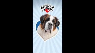Miniature : Bernie recommande pour la saison des festivals | Lidl Suisse
