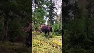 Miniature : #vlog Sweden 🇸🇪