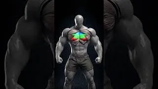 Miniature : PECS COMPLETS  2 HALTÈRES + LE SOL 🔥  #musculation #sports #lightweightsport