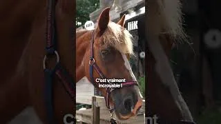 Miniature : Se sentir totalement inarrêtable. 🐎