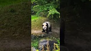 Miniature : Pairi Daiza 🐼 #pairidaiza #animals #gabriela #popmusic