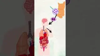 Miniature : La toxoplasmose en moins d’1 minute @linexplain #science #food #parasite #toxoplasmagondii