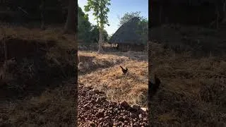 Miniature : Mosquée dans un village en Guinée Conakry