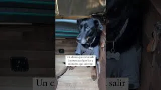 Miniature : Qui se reconnaît ? 🙋🏻‍♀️🐕