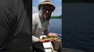 Miniature : Pêche, nature, grand espaces   Le bonheur à l’état pur ❤️🎣🏕️ #ljvs #flyfishing #quebec #pêche