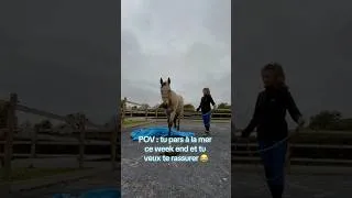 Miniature : On fait vraiment des trucs bizarres quand on a un cheval ! 🙄 #cheval #equitation