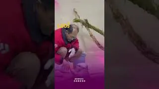 Miniature : 🦦💙 شوفو هاد اللقطة الزوينة فواحد الأكواريوم فاليابان! بعد ما كيسالي وقت الزيارة، صغار القضاعة كيتع