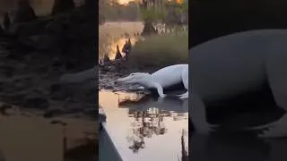 Miniature : Magnifique et rare alligator albinos filmé en Floride