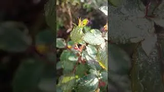 Miniature : En attendant que je sois bientôt de nouveau plus présente 🌹😘