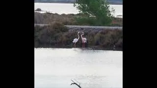 Miniature : Prises de becs et danse de la survie chez les flamants