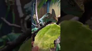 Miniature : Tu vas la manger ta salade ! #reptiles