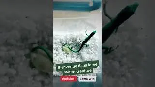 Miniature : Naissance d’un Taky #reptiles