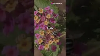 Miniature : Sans elles, on serait perdus… 🐝🌍 #science #youtubeshorts