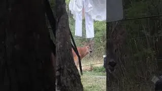 Miniature : Quand la nature vient à toi 🦌🌿 #wildlife