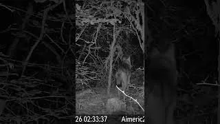 Miniature : Passage en forêt pour les loups 🐺🐺 #animaux  #loup #canislupus #wolf #wolpack @gardeprocameras