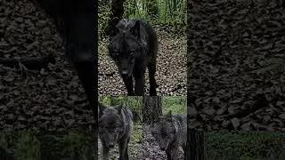 Miniature : photos tirées de ma vidéo améliorées grâce à l'IA, on y voit plus clair ! #animaux #loup #wildlife